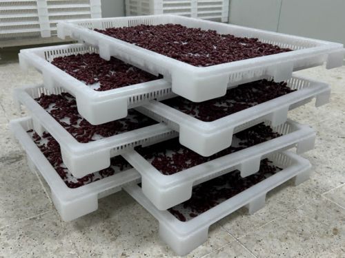 Latest company news about What is Softgel Encapsulation? The Manufacturing Process Explained